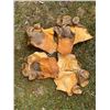 Image 2 : *Rare* Complete Set of (4) Tanned HIPPOPOTAMUS Feet