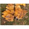 Image 3 : *Rare* Complete Set of (4) Tanned HIPPOPOTAMUS Feet