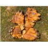 Image 4 : *Rare* Complete Set of (4) Tanned HIPPOPOTAMUS Feet
