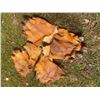 Image 5 : *Rare* Complete Set of (4) Tanned HIPPOPOTAMUS Feet