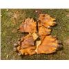 Image 6 : *Rare* Complete Set of (4) Tanned HIPPOPOTAMUS Feet