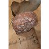 Image 11 : 2 XL WHITETAIL DEER "Locked" Together on a Decorative Wall Base