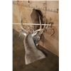 Image 12 : 2 XL WHITETAIL DEER "Locked" Together on a Decorative Wall Base