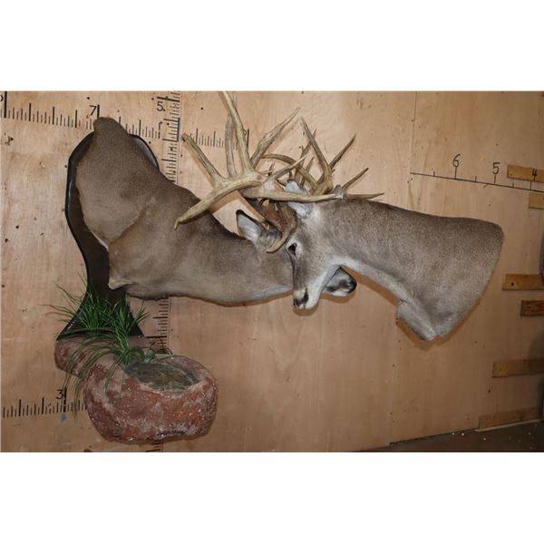 2 XL WHITETAIL DEER "Locked" Together on a Decorative Wall Base