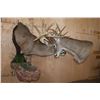 Image 1 : 2 XL WHITETAIL DEER "Locked" Together on a Decorative Wall Base