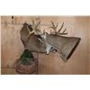 Image 2 : 2 XL WHITETAIL DEER "Locked" Together on a Decorative Wall Base