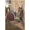 Image 3 : 2 XL WHITETAIL DEER "Locked" Together on a Decorative Wall Base