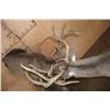 Image 5 : 2 XL WHITETAIL DEER "Locked" Together on a Decorative Wall Base
