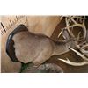 Image 6 : 2 XL WHITETAIL DEER "Locked" Together on a Decorative Wall Base