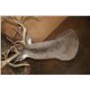 Image 7 : 2 XL WHITETAIL DEER "Locked" Together on a Decorative Wall Base