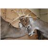 Image 8 : 2 XL WHITETAIL DEER "Locked" Together on a Decorative Wall Base