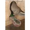 Image 9 : 2 XL WHITETAIL DEER "Locked" Together on a Decorative Wall Base