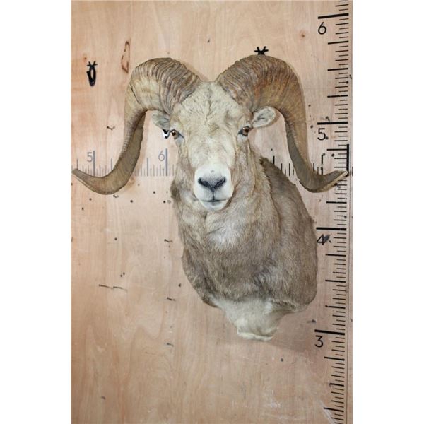 *TEXAS RESIDENTS ONLY* Big ARGALI SHEEP Ram Shoulder Mount