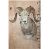 Image 1 : *TEXAS RESIDENTS ONLY* Big ARGALI SHEEP Ram Shoulder Mount