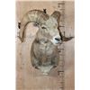Image 2 : *TEXAS RESIDENTS ONLY* Big ARGALI SHEEP Ram Shoulder Mount