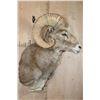 Image 3 : *TEXAS RESIDENTS ONLY* Big ARGALI SHEEP Ram Shoulder Mount