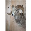 Image 4 : *TEXAS RESIDENTS ONLY* Big ARGALI SHEEP Ram Shoulder Mount