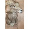Image 5 : *TEXAS RESIDENTS ONLY* Big ARGALI SHEEP Ram Shoulder Mount