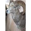 Image 6 : *TEXAS RESIDENTS ONLY* Big ARGALI SHEEP Ram Shoulder Mount