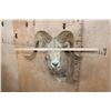 Image 7 : *TEXAS RESIDENTS ONLY* Big ARGALI SHEEP Ram Shoulder Mount