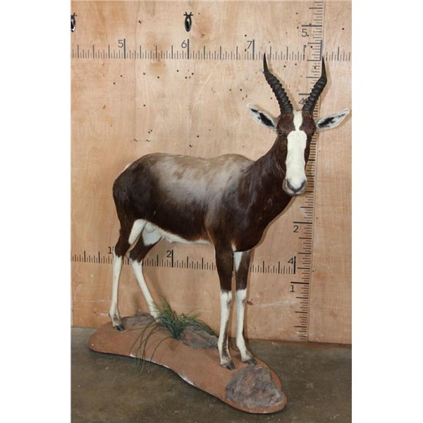*TEXAS RESIDENTS ONLY* Life-sized BONTEBOK on a Rocky Base with Wheels