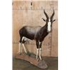 Image 1 : *TEXAS RESIDENTS ONLY* Life-sized BONTEBOK on a Rocky Base with Wheels