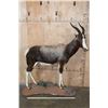 Image 2 : *TEXAS RESIDENTS ONLY* Life-sized BONTEBOK on a Rocky Base with Wheels
