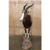 Image 3 : *TEXAS RESIDENTS ONLY* Life-sized BONTEBOK on a Rocky Base with Wheels