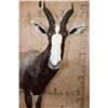 Image 4 : *TEXAS RESIDENTS ONLY* Life-sized BONTEBOK on a Rocky Base with Wheels