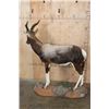 Image 5 : *TEXAS RESIDENTS ONLY* Life-sized BONTEBOK on a Rocky Base with Wheels