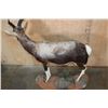 Image 6 : *TEXAS RESIDENTS ONLY* Life-sized BONTEBOK on a Rocky Base with Wheels