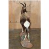 Image 8 : *TEXAS RESIDENTS ONLY* Life-sized BONTEBOK on a Rocky Base with Wheels