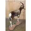 Image 9 : *TEXAS RESIDENTS ONLY* Life-sized BONTEBOK on a Rocky Base with Wheels