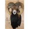 Image 1 : XL MOUFLON Sheep Ram Shoulder Mount