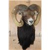 Image 2 : XL MOUFLON Sheep Ram Shoulder Mount