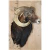 Image 3 : XL MOUFLON Sheep Ram Shoulder Mount