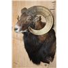 Image 4 : XL MOUFLON Sheep Ram Shoulder Mount