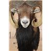 Image 5 : XL MOUFLON Sheep Ram Shoulder Mount