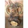 Image 6 : XL MOUFLON Sheep Ram Shoulder Mount