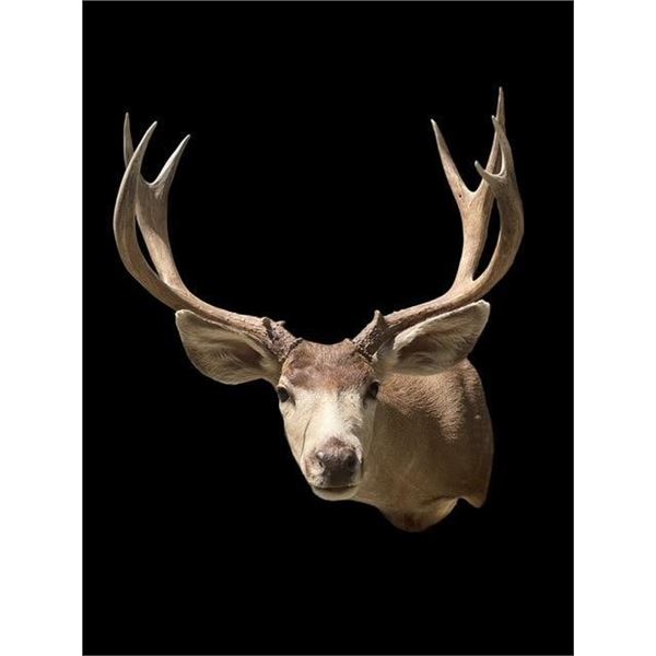Big 5 x 4 "Arizona Strip" MULE DEER Shoulder Mount