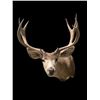 Image 1 : Big 5 x 4 "Arizona Strip" MULE DEER Shoulder Mount