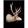 Image 2 : Big 5 x 4 "Arizona Strip" MULE DEER Shoulder Mount