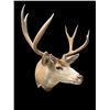 Image 3 : Big 5 x 4 "Arizona Strip" MULE DEER Shoulder Mount