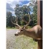 Image 4 : Big 5 x 4 "Arizona Strip" MULE DEER Shoulder Mount