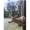 Image 5 : Big 5 x 4 "Arizona Strip" MULE DEER Shoulder Mount