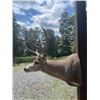 Image 6 : Big 5 x 4 "Arizona Strip" MULE DEER Shoulder Mount