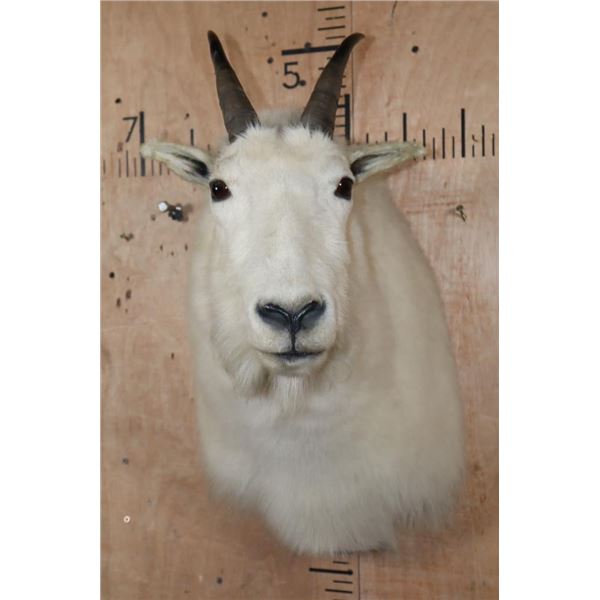 MOUNTAIN GOAT Shoulder Mount
