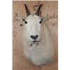 Image 1 : MOUNTAIN GOAT Shoulder Mount