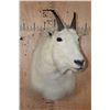 Image 2 : MOUNTAIN GOAT Shoulder Mount