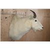 Image 3 : MOUNTAIN GOAT Shoulder Mount